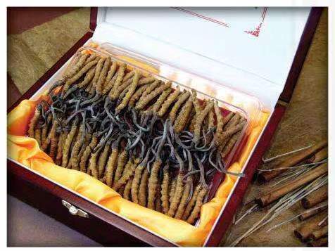 海东冬虫夏草回收